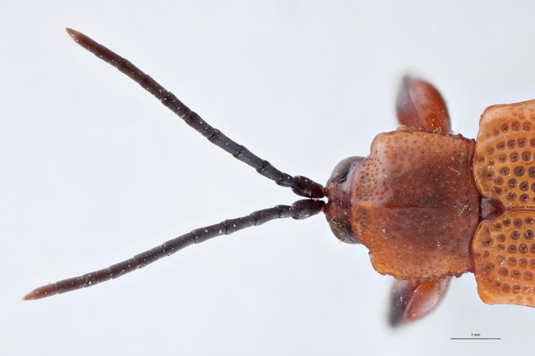 Botryonopa crenata T Head-Close-Up.jpg