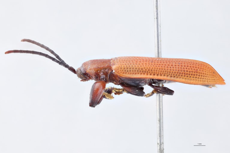 Botryonopa crenata T L.jpg