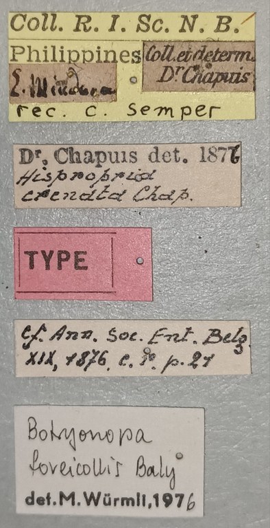 Botryonopa crenata T Labels.jpg
