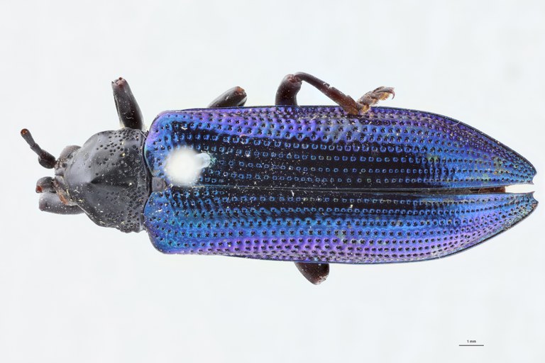 Botryonopa imperialis D.jpg