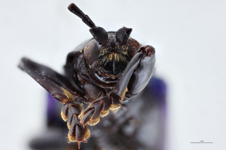 Botryonopa imperialis F-V.jpg