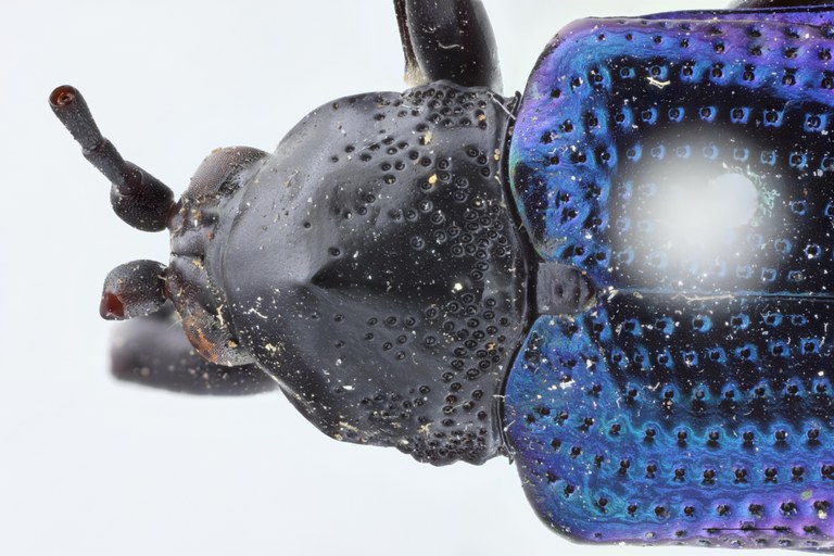 Botryonopa imperialis Head-Close-Up.jpg