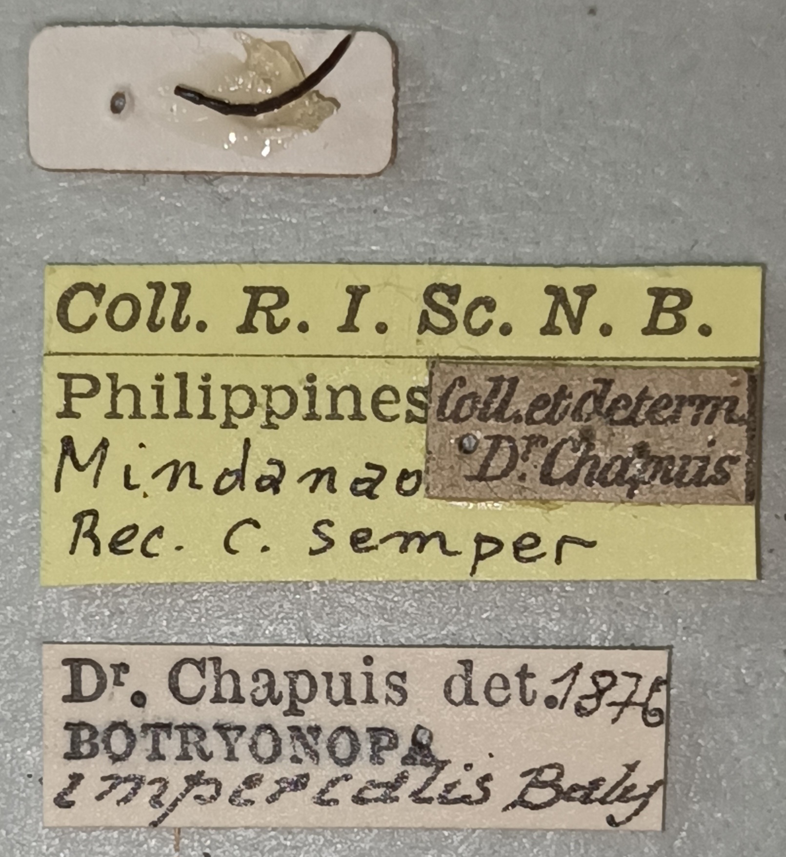 Botryonopa imperialis Labels.jpg