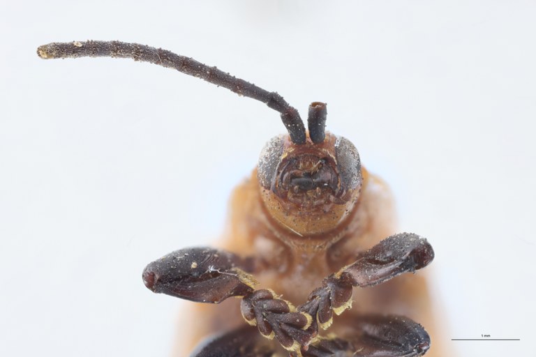 Botryonopa modiglianii apicalis T F-V.jpg