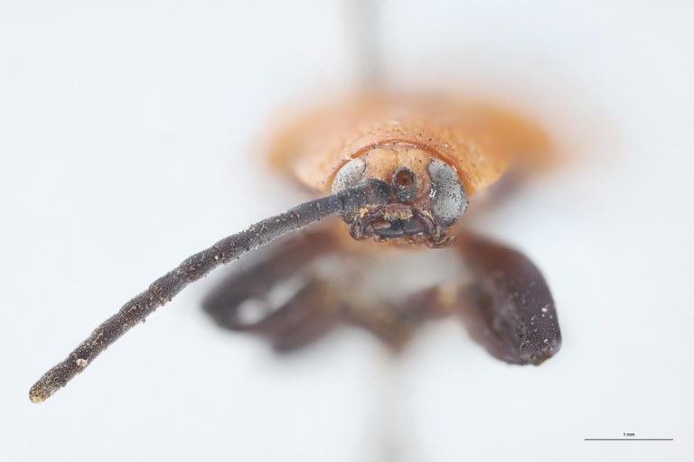 Botryonopa modiglianii apicalis T F.jpg