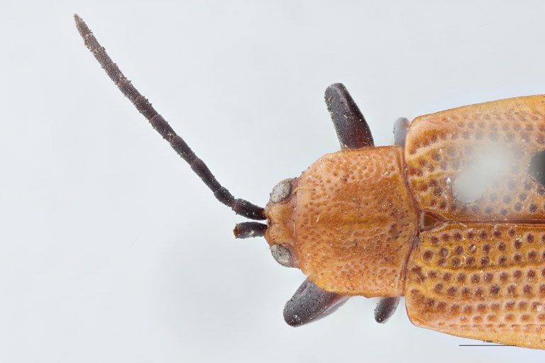 Botryonopa modiglianii apicalis T Head-Close-Up.jpg