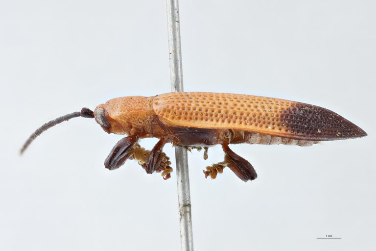 Botryonopa modiglianii apicalis T L.jpg