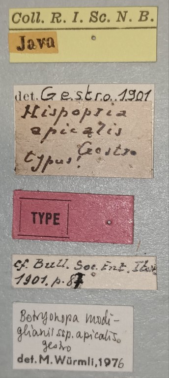 Botryonopa modiglianii apicalis T Labels.jpg