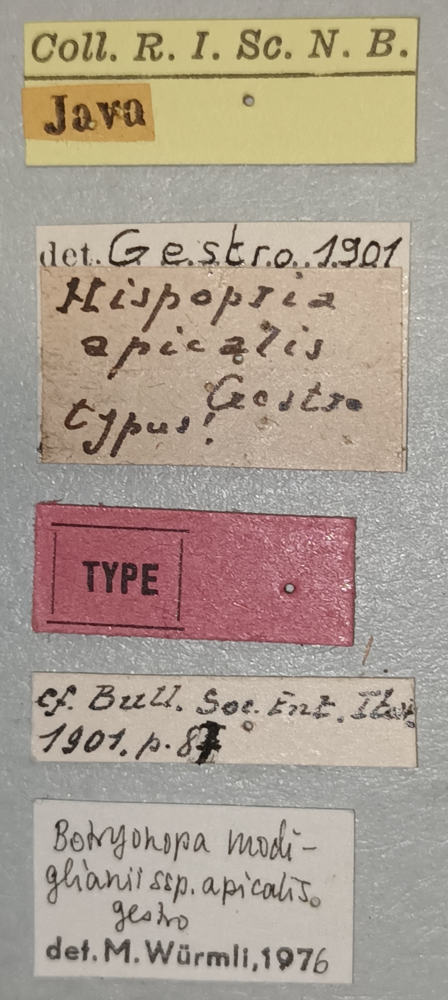 Botryonopa modiglianii apicalis T Labels.jpg