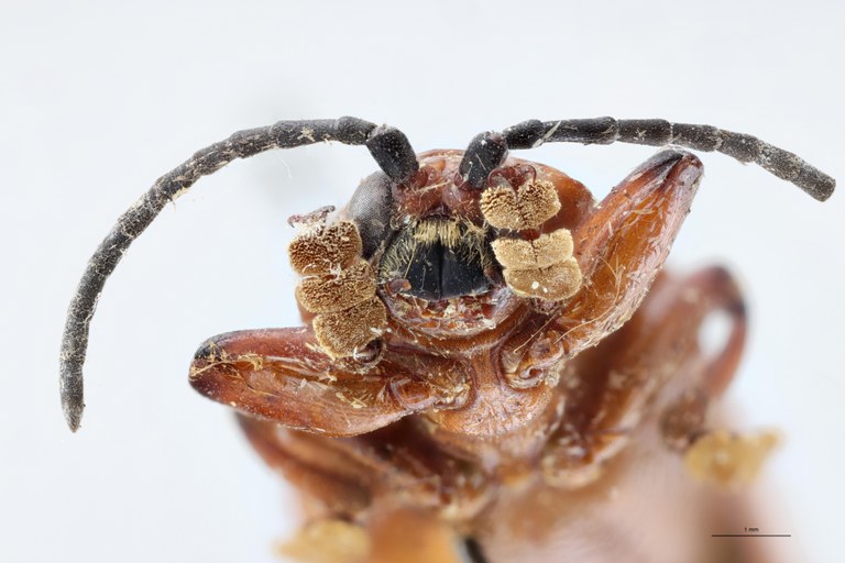 Botryonopa nitidicollis Pt F-V.jpg