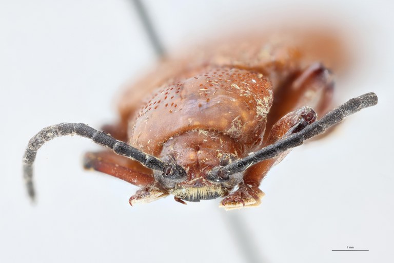 Botryonopa nitidicollis Pt F.jpg