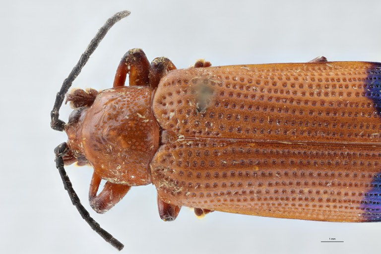 Botryonopa nitidicollis Pt Head-Close-Up.jpg