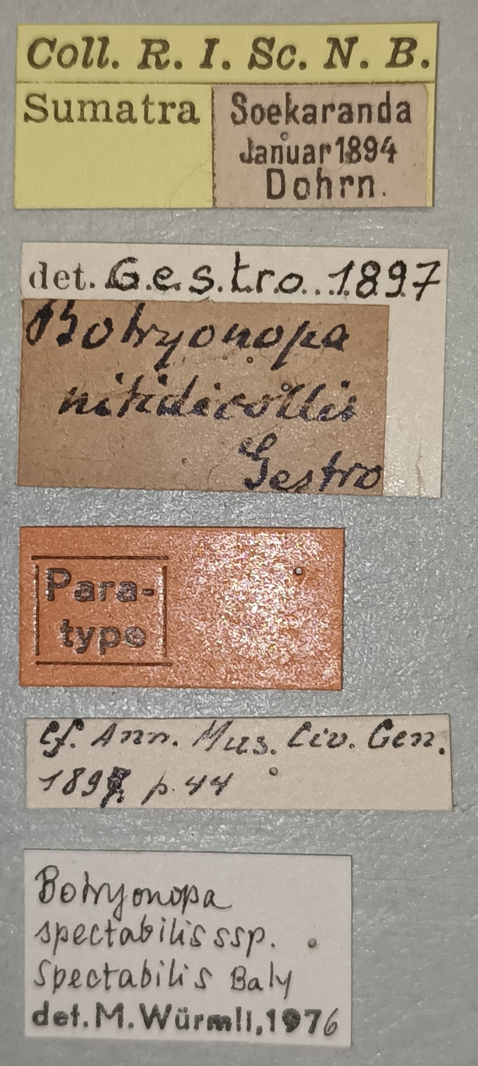 Botryonopa nitidicollis Pt Labels.jpg