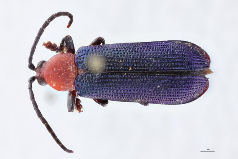 Botryonopa nobilis Pt D.jpg