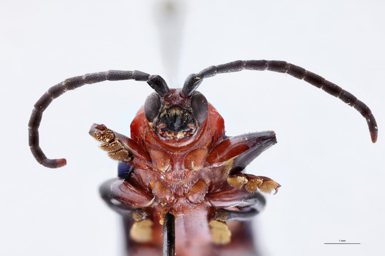 Botryonopa nobilis Pt F-V.jpg