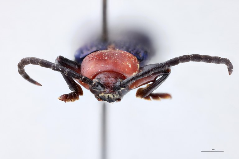 Botryonopa nobilis Pt F.jpg