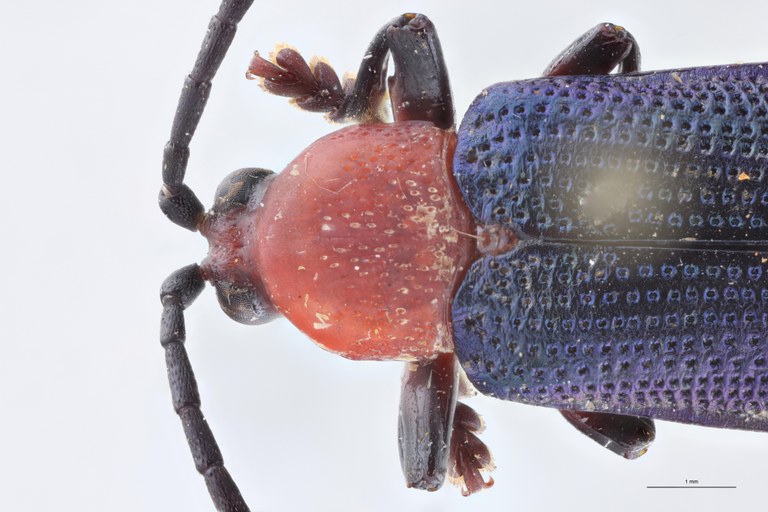 Botryonopa nobilis Pt Head-Close-Up.jpg