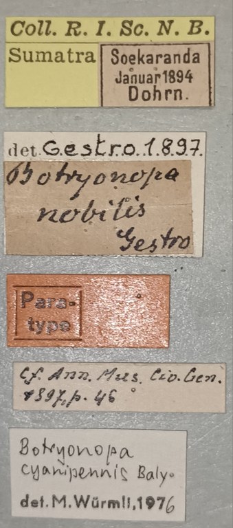Botryonopa nobilis Pt Labels.jpg