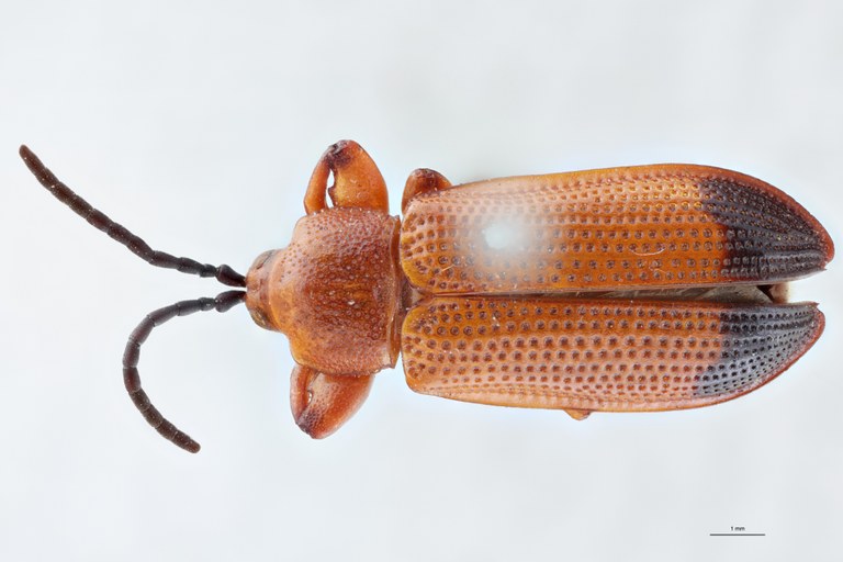 Botryonopa punctatissima St D.jpg