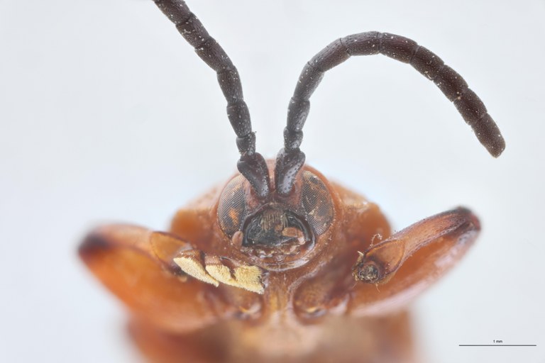 Botryonopa punctatissima St F-V.jpg