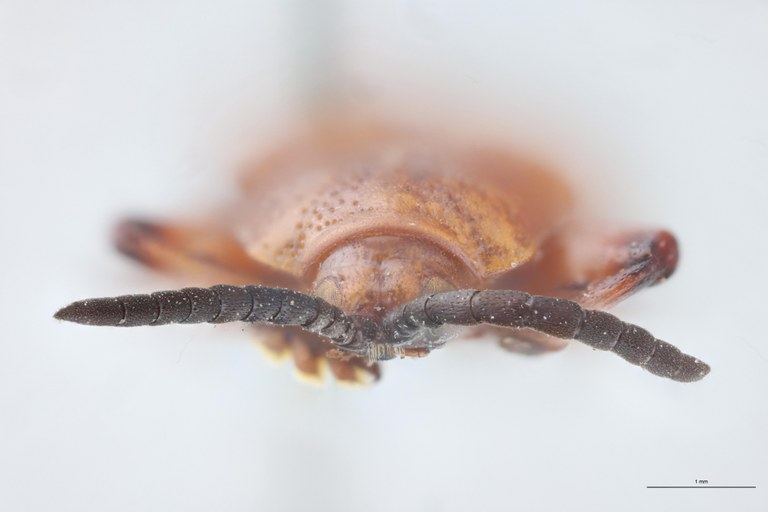 Botryonopa punctatissima St F.jpg