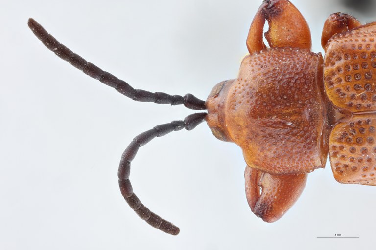 Botryonopa punctatissima St Head-Close-Up.jpg