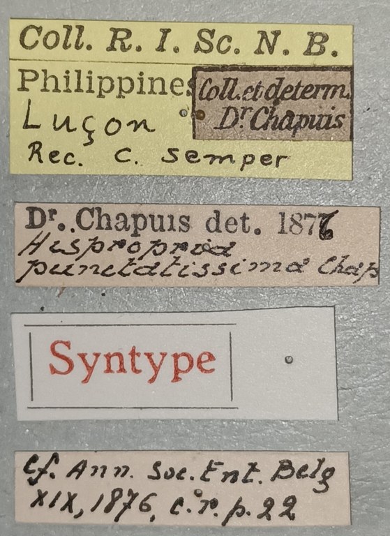 Botryonopa punctatissima St Labels.jpg