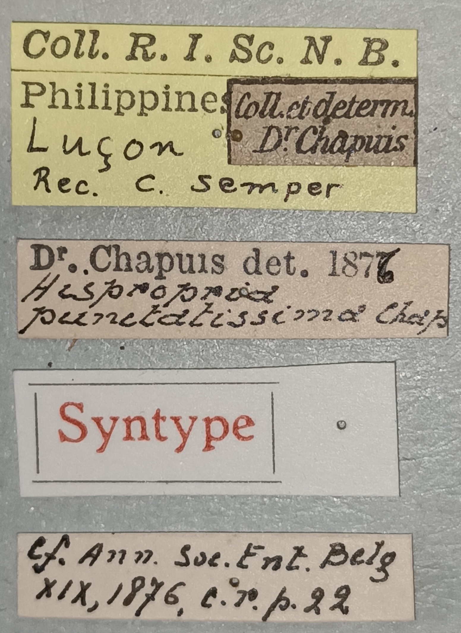 Botryonopa punctatissima St Labels.jpg