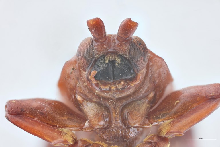 Botryonopa purpurascens St F-V.jpg