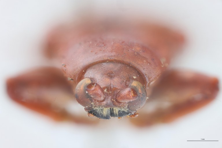 Botryonopa purpurascens St F.jpg