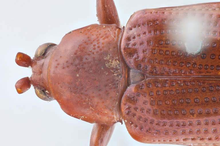 Botryonopa purpurascens St Head-Close-Up.jpg