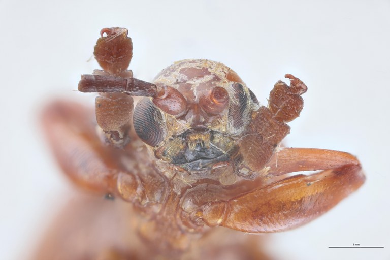 Botryonopa purpurascens St F-V.jpg