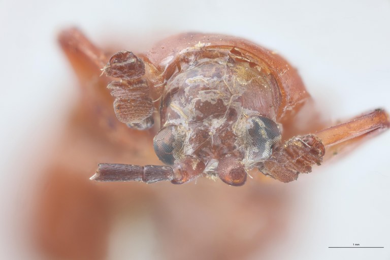 Botryonopa purpurascens St F.jpg