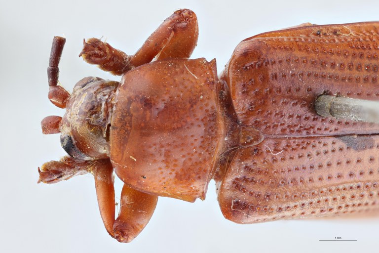 Botryonopa purpurascens St Head-Close-Up.jpg