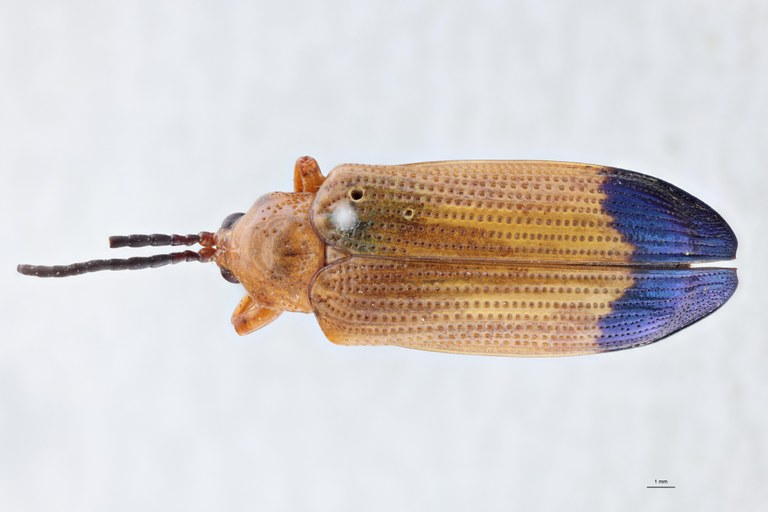 Botryonopa tamiangana F Ht D.jpg