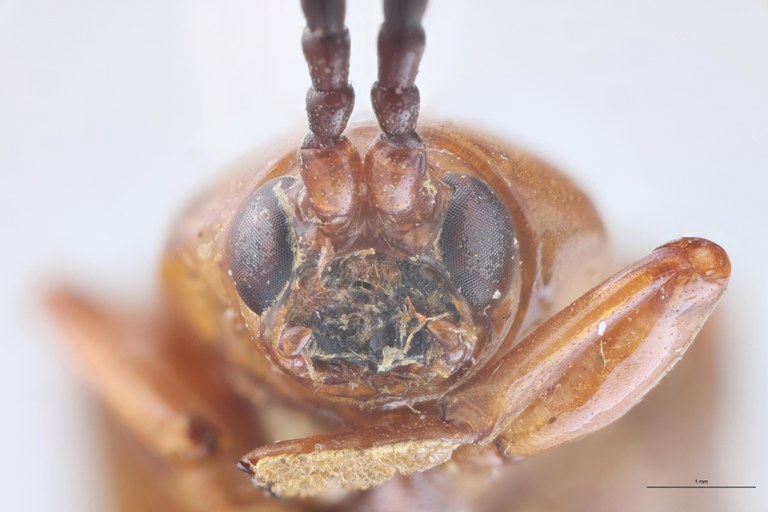 Botryonopa tamiangana F Ht F-V.jpg