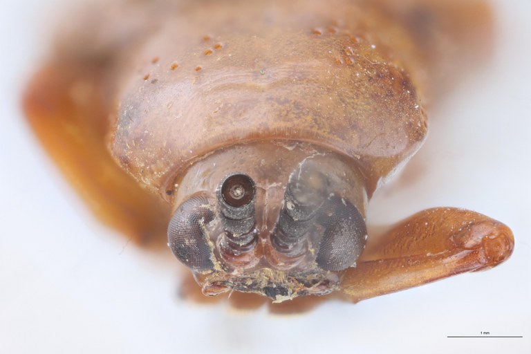 Botryonopa tamiangana F Ht F.jpg