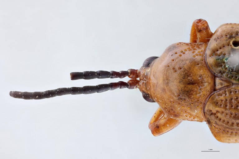 Botryonopa tamiangana F Ht Head-Close-Up.jpg