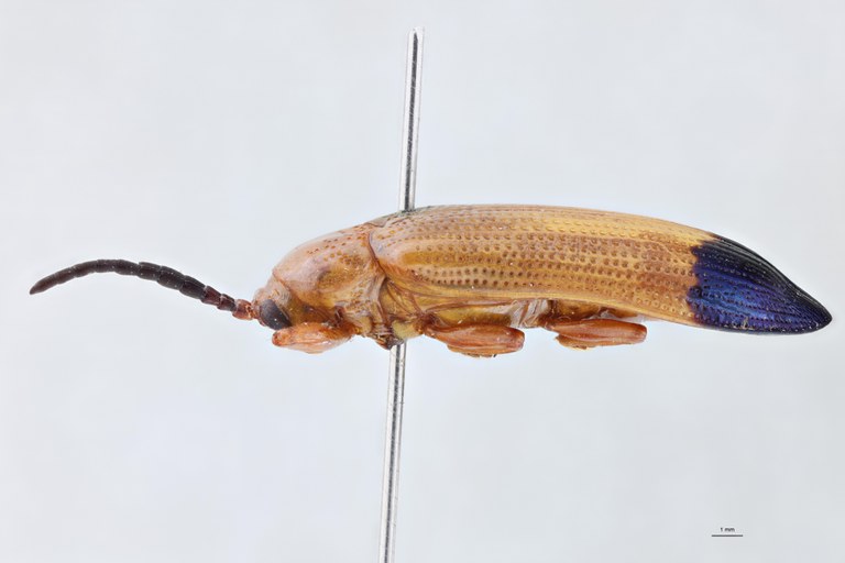 Botryonopa tamiangana F Ht L.jpg