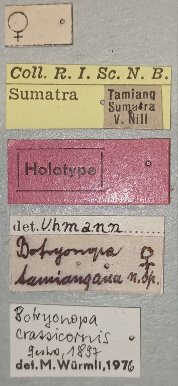 Botryonopa tamiangana F Ht Labels.jpg