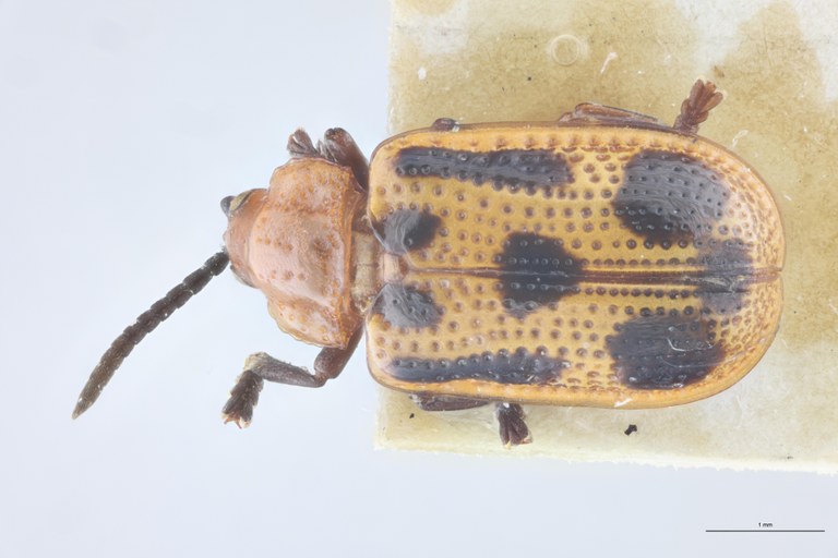 Callispa arcana T D.jpg