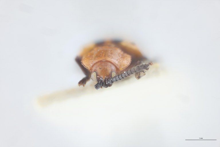 Callispa arcana T F.jpg