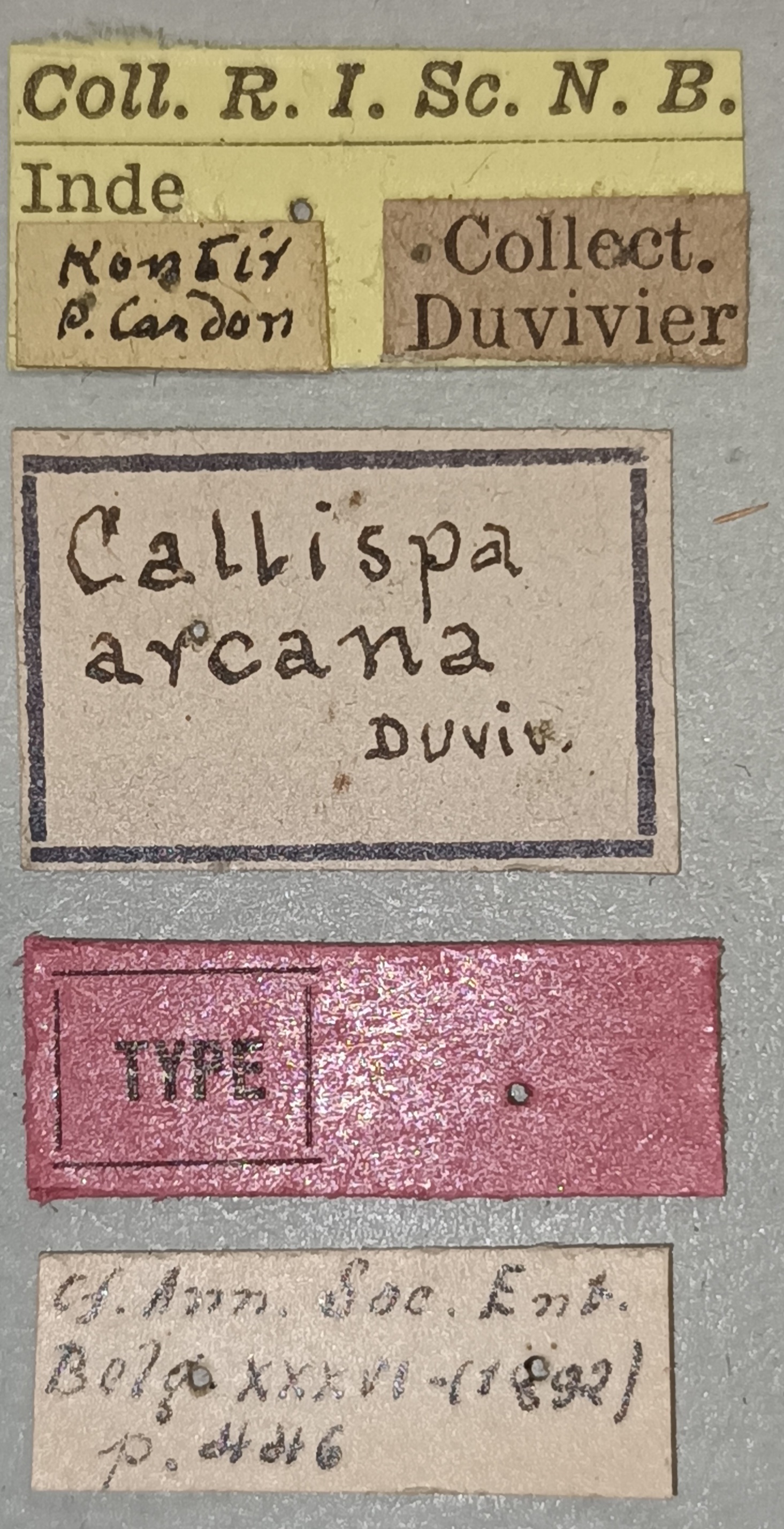 Callispa arcana T Labels.jpg