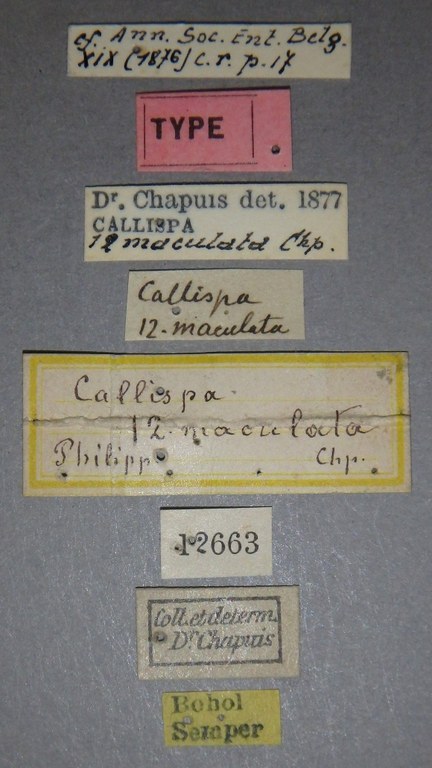 Callispa duodecimmaculata t Lb.jpg