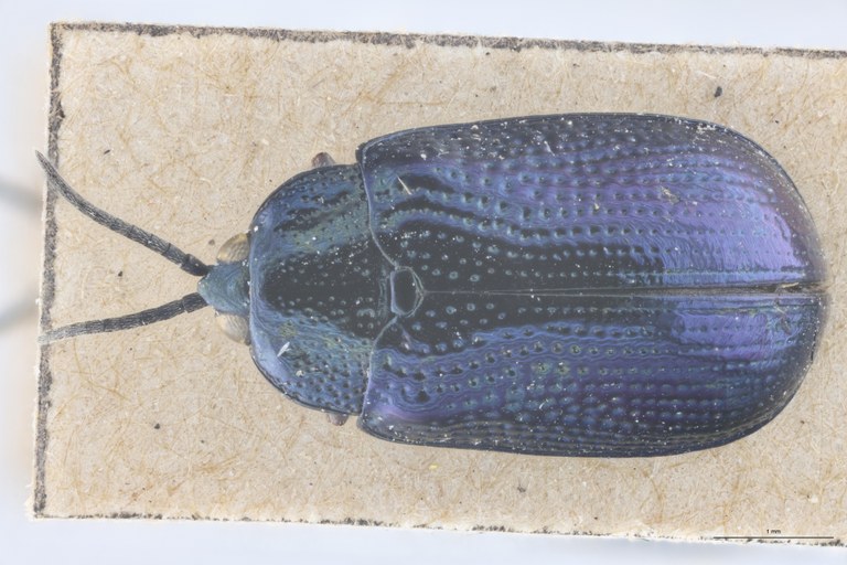 Callispa feae Ct D.jpg