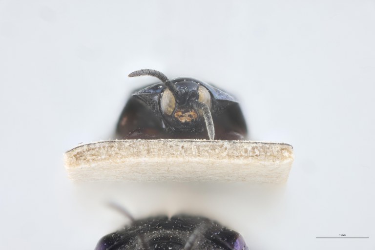 Callispa feae Ct F-V.jpg