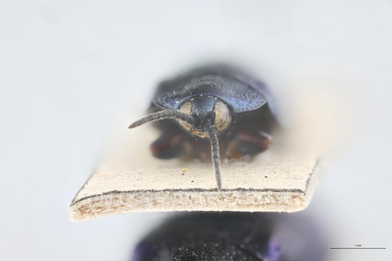 Callispa feae Ct F.jpg