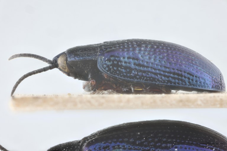 Callispa feae Ct L.jpg