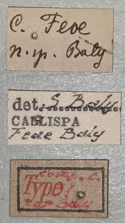 Callispa feae Ct Labels.jpg