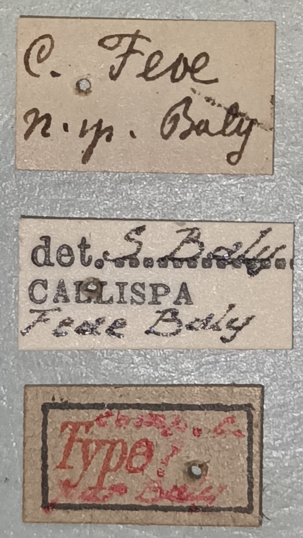 Callispa feae Ct Labels.jpg